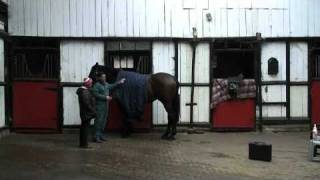 How to clip part 2  Prepare the horse [upl. by Graeme]