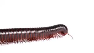 Giant African Millipede walking across your screen [upl. by Nylkoorb]