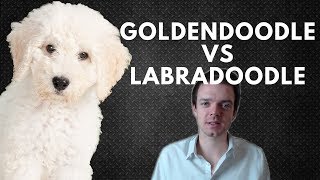 Goldendoodle vs Labradoodle  Choosing a Puppy [upl. by Laehcar]