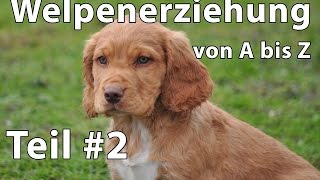 Welpenerziehung von A bis Z [upl. by Rhyner]