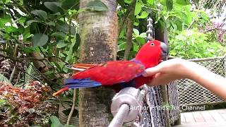 Pet Eclectus parrot Her voice Eclectus roratus [upl. by Imogene]