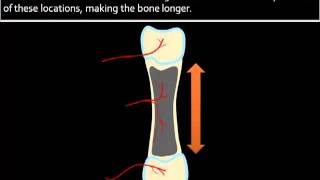 Bone Formation Growth [upl. by Ellenaej]