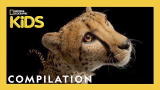 Guess That Animal 🐯🐘🐢  Nat Geo Kids Compilation  What Am I  natgeokids [upl. by Nangem]