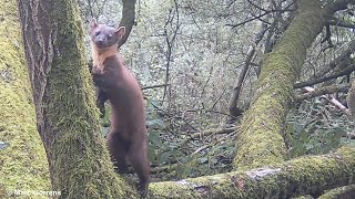 Wildcamera filmt boommarter Rundvoort Oelegem 26 aug 2023 [upl. by Arabel459]