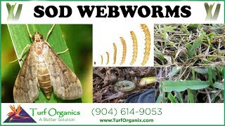 HOW TO TREAT amp IDENTIFY SOD WEBWORMS moths in lawn [upl. by Muir933]