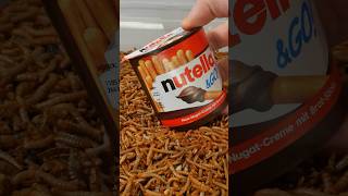 Mealworms vs Nutella [upl. by Puff]