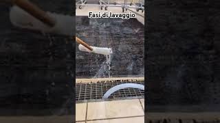 Fasi di lavaggio tappeti asmr perte cani neiperte carpetcleaning palermo lavaggiotappeti [upl. by Nesyrb]