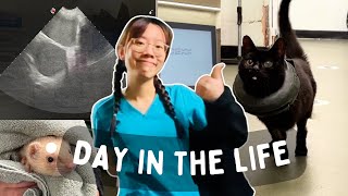 Day in the life of a vet My last ever hospital shift [upl. by Zerlina812]