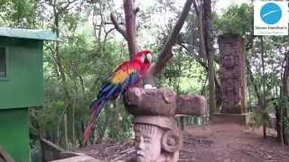 Mayan Eden Eco Park  Roatan Honduras [upl. by Durning201]