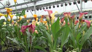 How To Grow Calla Lillies [upl. by Petunia]