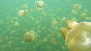 Jellyfish lake Palau [upl. by Shaver777]