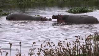 Angry Hippos Fighting for Turf in the Ngorongoro Crater [upl. by Elleryt671]