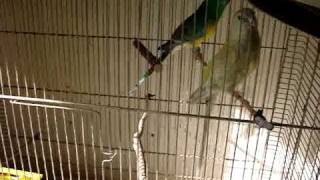 Grass parrots  Papagali Cantatori [upl. by Terb477]