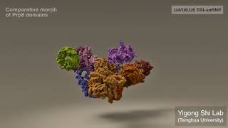 Mechanistic Understanding of PremRNA Splicing by the Spliceosome [upl. by Romie]