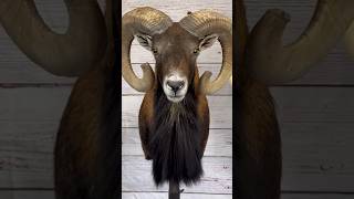 Mouflon Ram taxidermy process 🐑 taxidermy animals sheep art [upl. by Penelope]