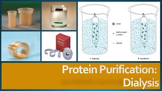 Protein Purification  Dialysis Principle Procedure and Factors affecting dialysis [upl. by Adnoved]