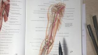 Anastomoses around Elbow joint [upl. by Arrej984]