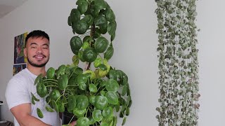 How to Grow A Giant Pilea Peperomioides  Houseplant Care Guide and Tips [upl. by Pablo413]