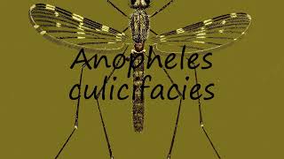 How to pronounce Anopheles culicifacies in English [upl. by Annaiuq126]