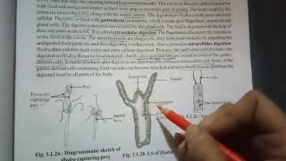 nutrition in hydra gastrovascular cavity GVC points to remember [upl. by Sackey]