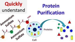 Protein Purification [upl. by Alyn172]