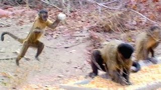 CAPUCHIN MONKEYS FLIRT BY THROWING STONES [upl. by Aibos]