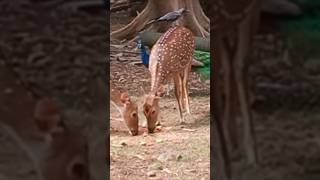 Peacock 🦚 Spotted Deer 🦌 Crow 🐦‍⬛ [upl. by Winston]