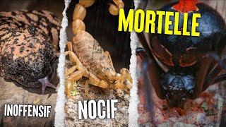 TOP 10 Des Animaux Les Plus ☠️ Venimeux Au Monde [upl. by Enyledam]