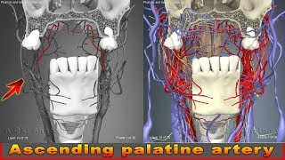 Ascending palatine artery  Arteries of head and neck  3D Human Anatomy  Organs [upl. by Dario]