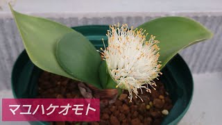 【マユハケオモト】 今年も綺麗に花が咲きました！ 昨年は確か10月の開花だったと思います。 [upl. by Atteiluj]