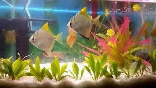 Mono Angel Fish  Monodactylus Argenteus Care amp Tank Set Up Guide  Ishika Wild Life [upl. by Chryste]