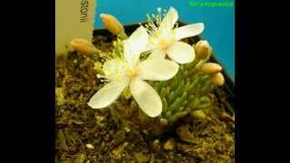 Anacampseros alstonii time lapse fioritura [upl. by Araccot491]