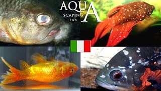 Aquascaping Lab  Malattie dei pesci come curarle puntini bianchi corrosione delle pinne ecc [upl. by Aedrahs]