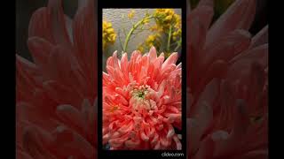 Beautiful blooming flower time lapse video timelapse [upl. by Tibbetts]