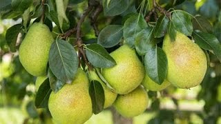 How to Grow Pear trees  Complete Growing Guide [upl. by Dorelia]