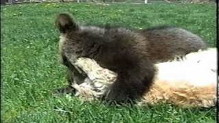 GRIZZLY BEAR CUB AND BICHON DOG WRESTLE [upl. by Rednave]