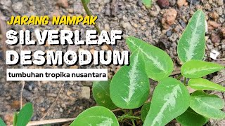 Jarang Nampak SILVERLEAF DESMODIUM malaysia nature natureflowers garden [upl. by Vijar]