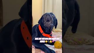 💗🙂‍↔️mastiiii with fav Hooman youtubeshorts dogbone foryou [upl. by Lia]