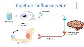 Le système nerveux Partie 1 trajet de linflux nerveux [upl. by Anya]