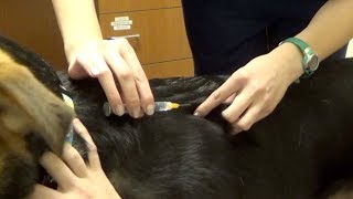 How to Give a Subcutaneous Injection  Southpoint Animal Hospital 27713 [upl. by Kassie]