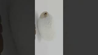 How a SilkWorm lives in the Cocoon timelapse [upl. by Darwin]