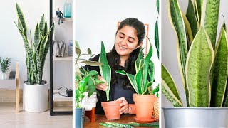 How to grow Snake plant faster Propagate and Care Indoors [upl. by Nimrahc250]