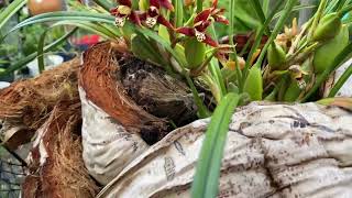 The coconut aroma is a knock out in the garden Maxillaria tenuifoliaCoconut orchid [upl. by Loredo]