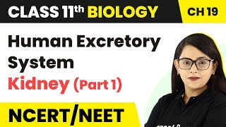 Human Excretory System  Kidney Part 1  Class 11 BiologyNEETAIIMS [upl. by Kataway]