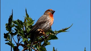 House Finch Birds  Foraging and Signing [upl. by Nirot]