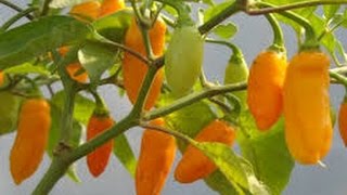 ⟹ Datil Pepper Capsicum chinense PLANT REVIEW pepper [upl. by Anerul]