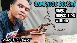 SAMPALOK TAMARIND BONSAI MATERIALRE POT REPOSITIONWIRING [upl. by Imojean]