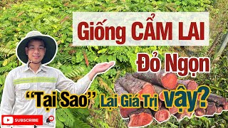 Ngọc Chia Sẻ CÂY GIỐNG CẨM LAI ĐỎ NGỌN  Tại Sao Cẩm Lai Lại Có Giá Trị Cao 0868284789 [upl. by Adelice]