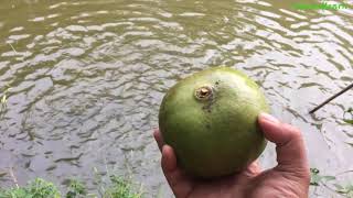 Pick the Miracle calabash fruit and feed the fish and the end  lifeandlearn [upl. by Anema]