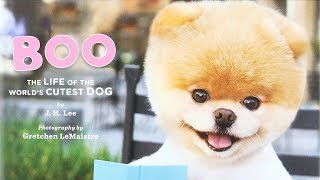 Boo 🦴 The Life of the Worlds Cutest Dog  World English School Today [upl. by Suirauqram]